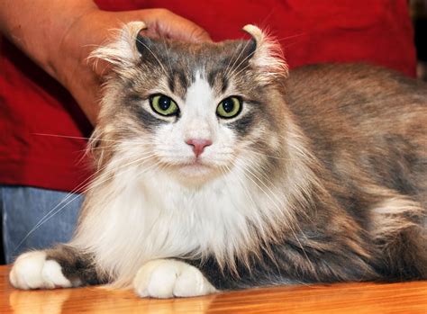 Ears held forward indicate the cat is curious and alert to noise. Top 7 Smallest Cat Breeds | Choosing The Right Cat For You ...