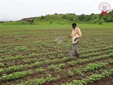 Nano Urea Trials Show Yield Increase Offering Cost Efficiency For Farmers