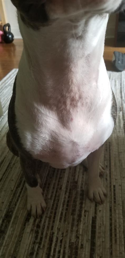 Bull Terrier Skin Bumps And Redness Can Anyone Help Identity What This
