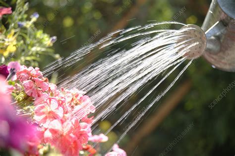 Watering Flowers Stock Image F0270775 Science Photo Library