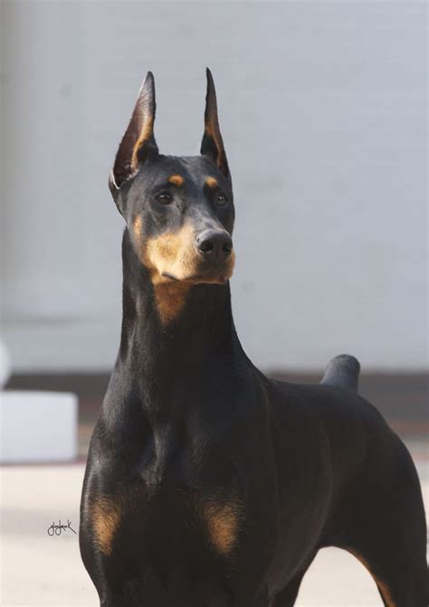 Buzz Builds At Westminster For ‘the Fifinator Doberman Aggressive