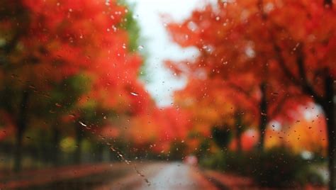 Rain Road Trees Drops Autumn Glass Blur Desktop Autumn Rain