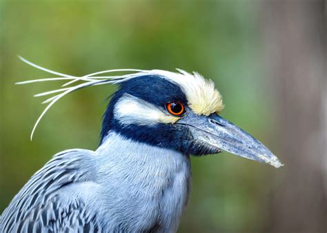 Yellow Crowned Night Heron Galapagos Cruises