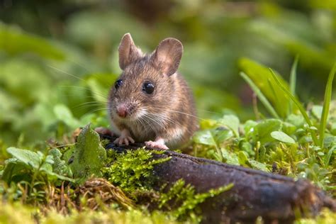 6 Different Types Of Rodents That May Enter Your Home Feeds You Need