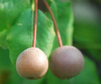 Maybe you would like to learn more about one of these? Plymouth Pear - Pear - Fruit Trees for sale | Order online