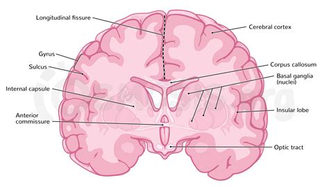 Anatomy Of The Cerebral Cortex Osmosis