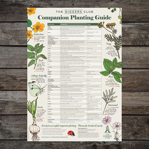 Diggers Companion Planting Guide The Diggers Club