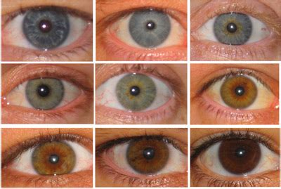 Analyzing Eye Color Genetics Chart And What You Need To Know All