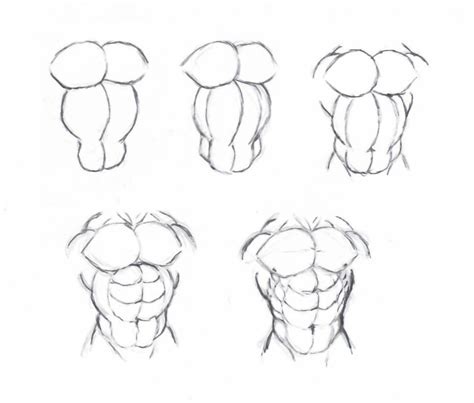 Muscles Of The Torso Drawing Muscular Body Drawing At Getdrawings