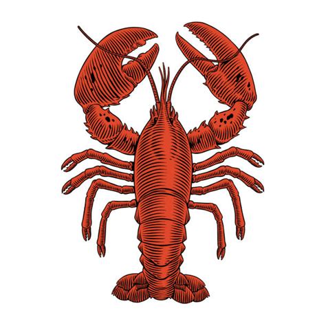 13300 Lobster Stock Illustrations Royalty Free Vector Graphics