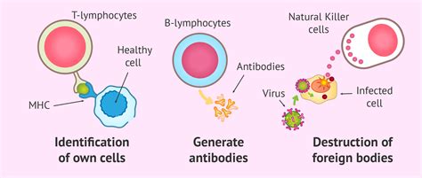 These assessments took place over 2 weeks and allowed the team to map out the participants' emotional profiles. Functioning of the immune system