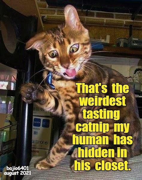 Ill Stick To The Regular Nip Lolcats Lol Cat Memes Funny Cats