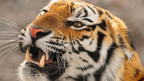 Amur Tiger Wallpaper 4k Siberian Tiger Big Cat Carnivore Predator