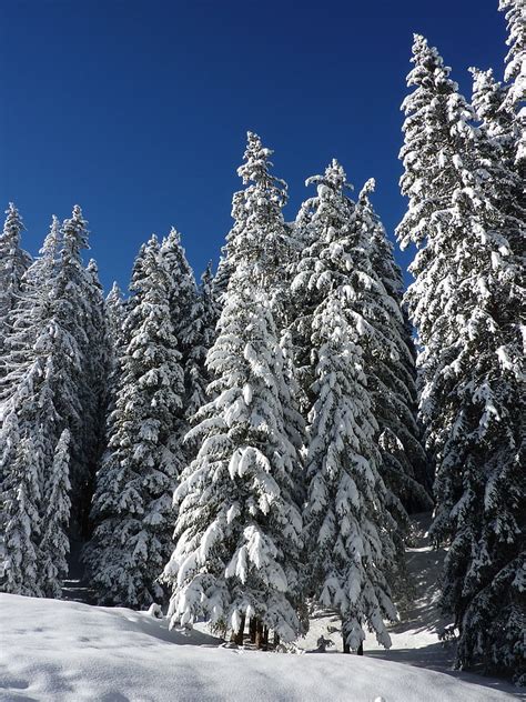Royalty Free Photo Pine Trees During Winter Photo Pickpik