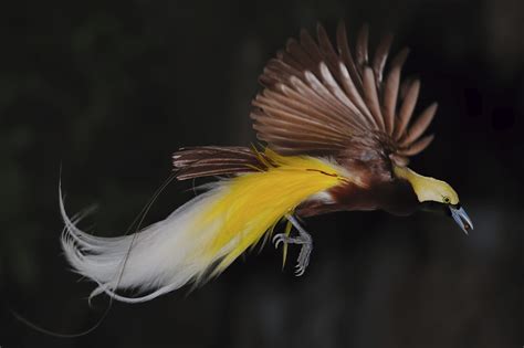 These 10 Exotic Bird Photos Will Brighten Your Day And Inspire You