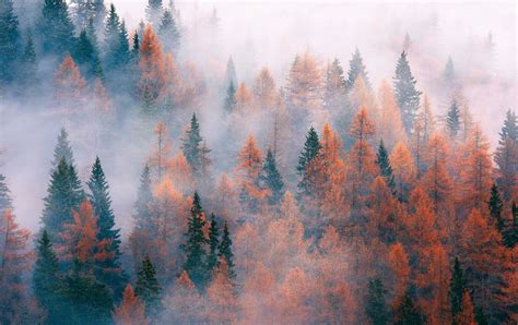 Nature Forest Tree Fog Autumn November Hd Wallpaper