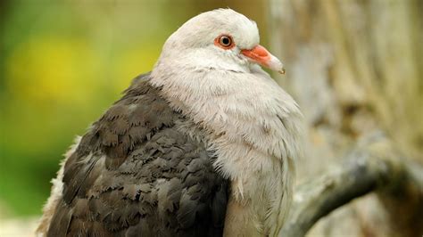 Mauritius Pink Pigeon ⋆ Mulhouse Zoo Zoological And Botanical Park