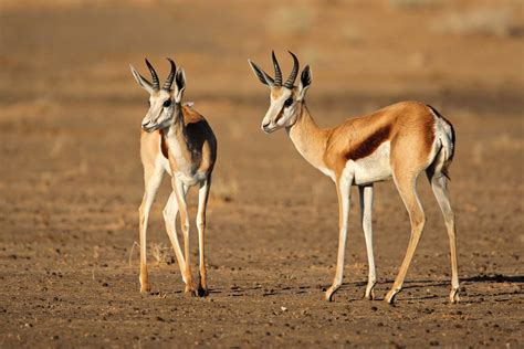 Springbok African Antelope Adaptations And Behavior Britannica