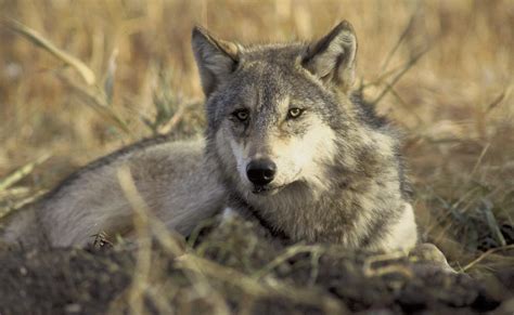 Controversial Wolf Hunt Opens In Michigan Here And Now