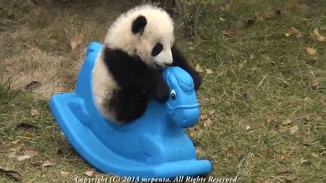 Baby Pandas Playing 