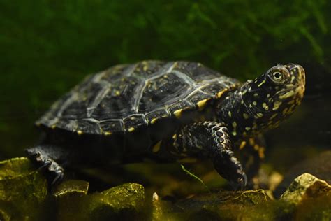 European Pond Turtle Emys Orbicularis Zoochat