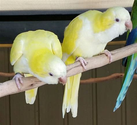 Yellow Quakers Monk Parakeet Parrot Pet Birds