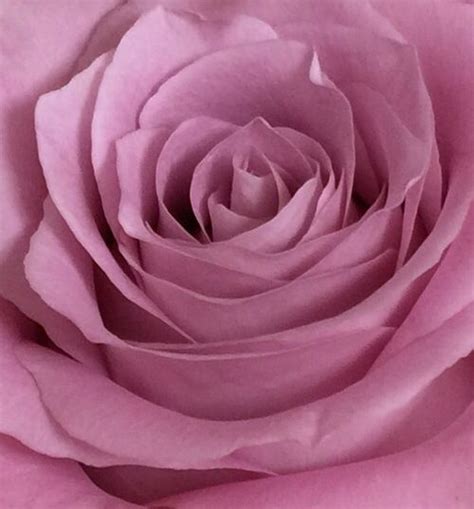 Rose Soft Pastel Pastel Pink Lilac Beautiful Rose Flowers Romantic