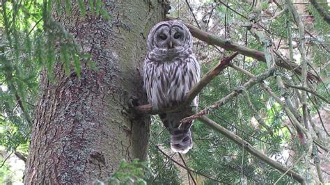 Sleepy Barred Owl In Surrey Bc Youtube