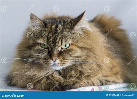 beauty brown siberian purebred cat lying on a table stock image image of beautiful beauty