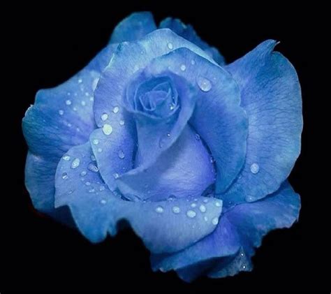 Blue Rose Красивые розы Розы Голубая роза