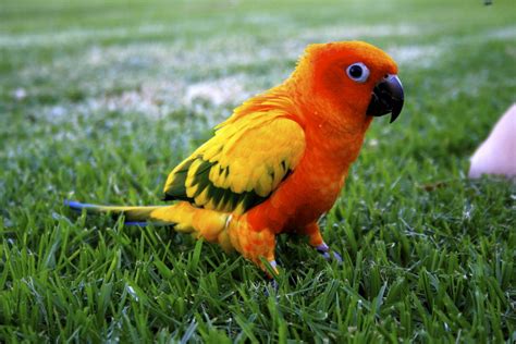 Sun Conure Facts Behavior As Pets Care Feeding Pictures Singing