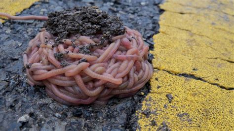 Texas Floods Piles Of Worms Mysteriously Show Up Along Roads Abc News