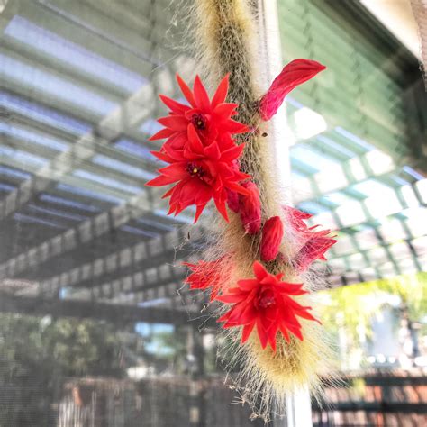 My Monkey Tail Cactus Bloomed For The First Time Rsucculents