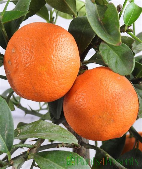 Red Lime Rangpur Plants Send Unusual Citrus Plant Ts