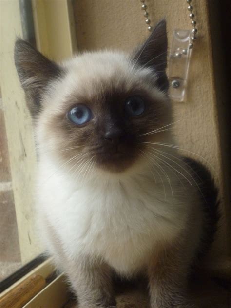 Siamese And Burmese X Kittens Female Cat In Nsw Petrescue