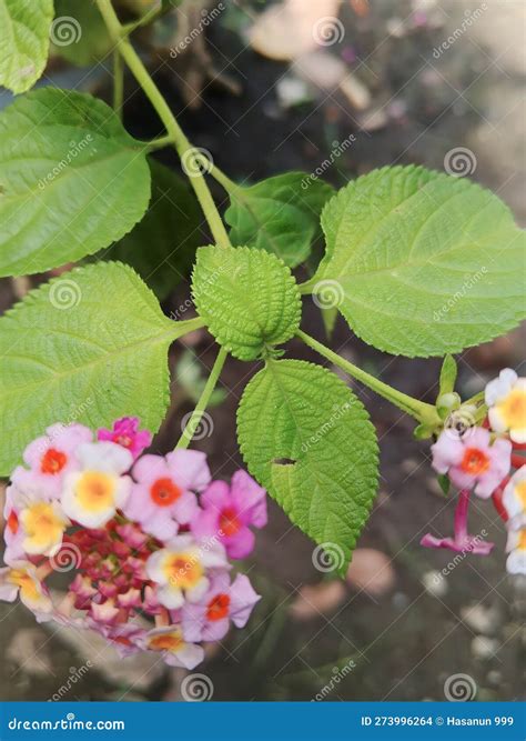 Efficacious Herbal Plant Flower Lantana Camara Stock Photo Image Of