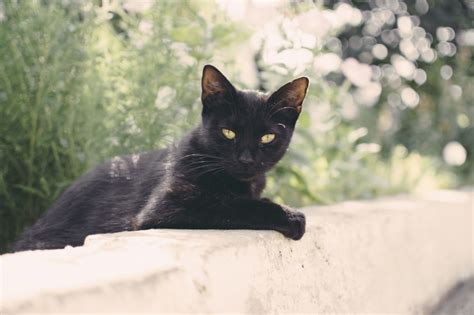 As you can see, dream dictionaries carry a. Dream Interpretation: Black Cat