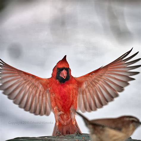 Northern Cardinal Male Landing At Feeding Location Flickr