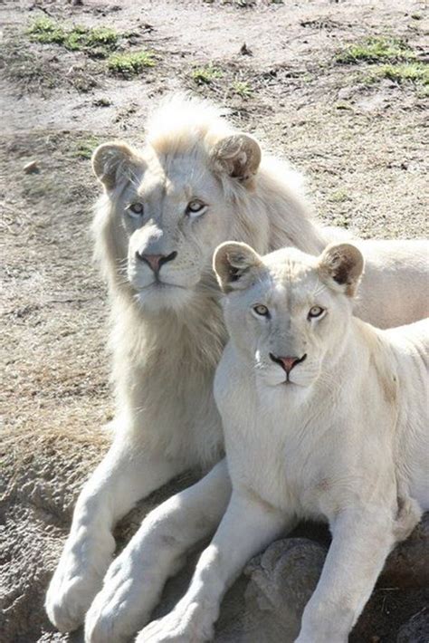 A Collection Of The Most Beautiful Albino Animals Animals Animals