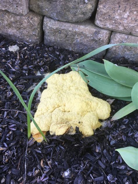 Dog Vomit Slime Mold In Wood Mulch Horticulture For Home Gardeners