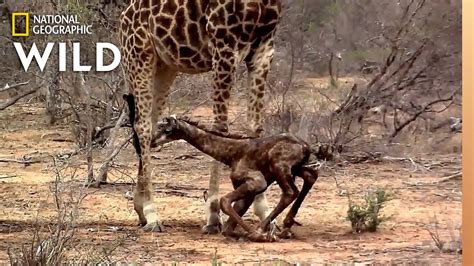 Newborn Giraffe Takes Awkward First Steps Nat Geo Wild Youtube