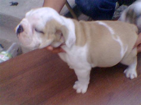 Check our adoption area map. ENGLISH BULLDOG PUPPY FOR SALE ADOPTION from toronto ...