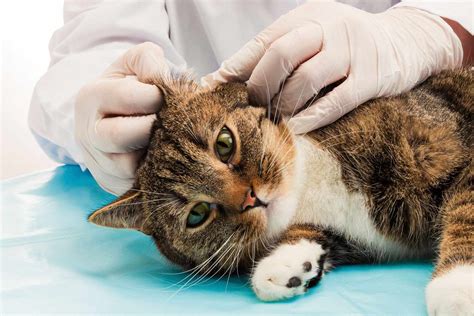 What To Do If Your Cat Has Ear Mites Causes Symptoms Prevention