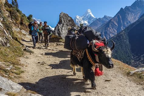 trekking in nepal a comprehensive guide — cleverhiker