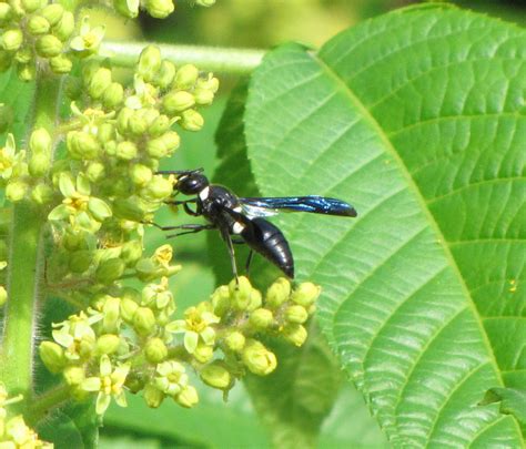 Bug Eric Wasp Wednesday Four Toothed Mason Wasp