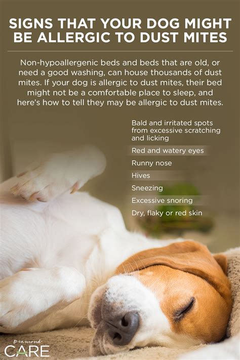 Signs That Your Dog Might Be Allergic To Dust Mites Dog Allergies