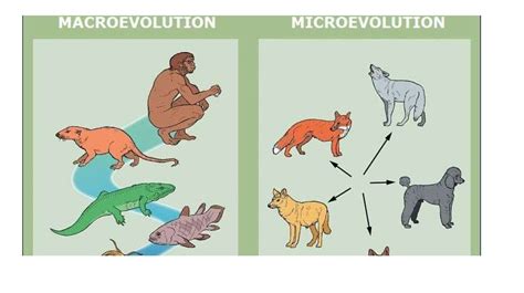 The Evidence For Evolution Online Presentation