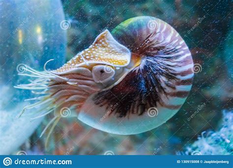 Rare Tropical Marine Life Portrait Of A Nautilus