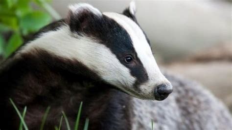 Badger Cull Extended To More English Counties Bbc News