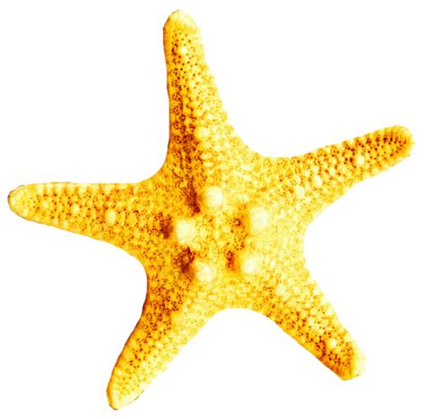 Yellow Starfish Clipart Transparent 10 Free Cliparts Download Images